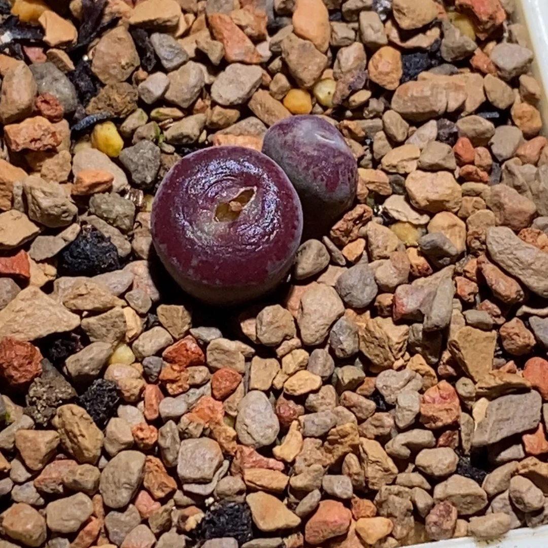 优选毛杂甜甜圈 满窗