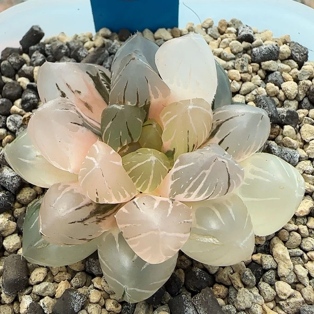 465号OM玉露锦5.2左右一物一拍带盆土满
