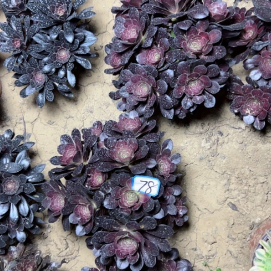 【闪购商品】茶**言多肉植物两个78