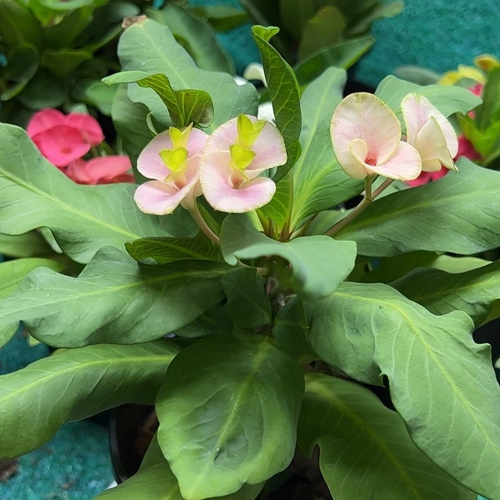 泰品扦插一物一拍