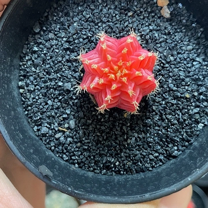 精品米哈—脱土发货23