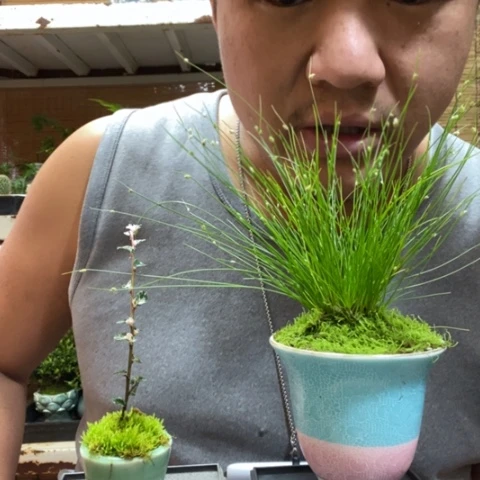 红陶一物一拍所见即所得2