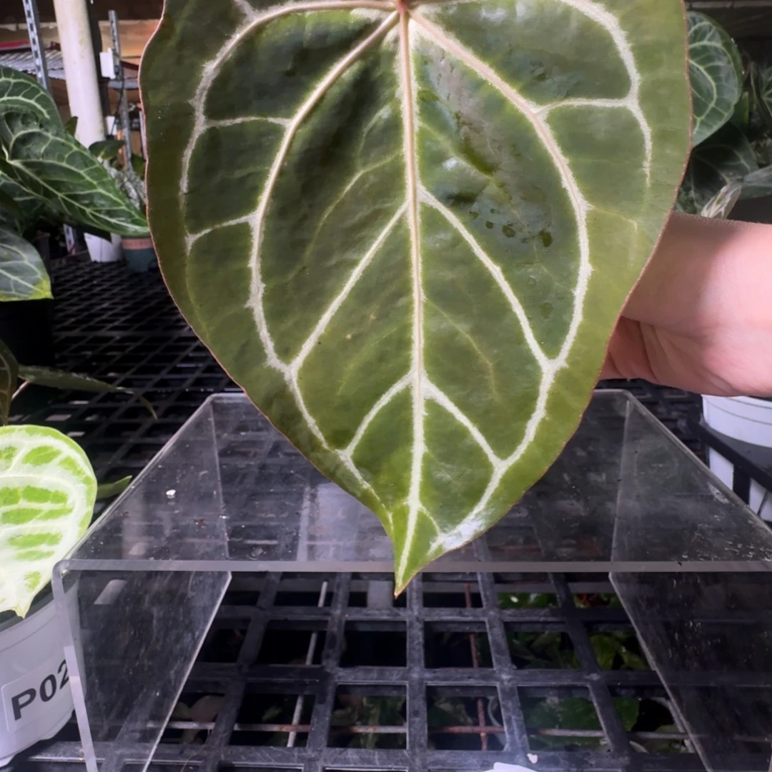 完全开放粉脉水晶杂P62