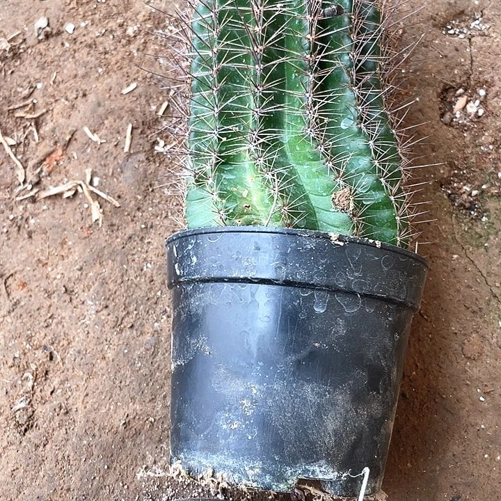 用****4实生彩草仙人球1颗