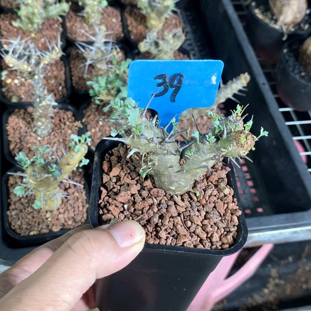 产地格斯龙骨奎一个