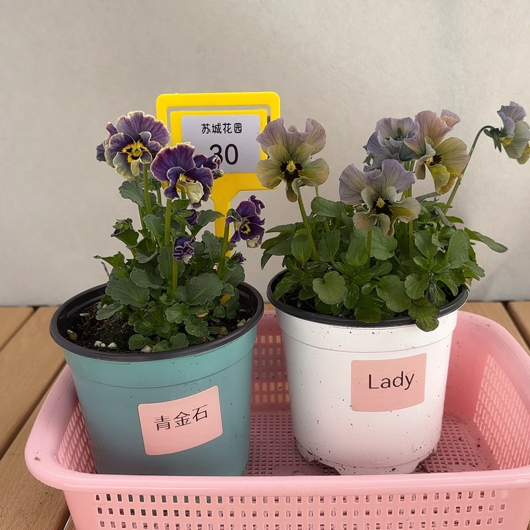 大部分开放少量花苞30