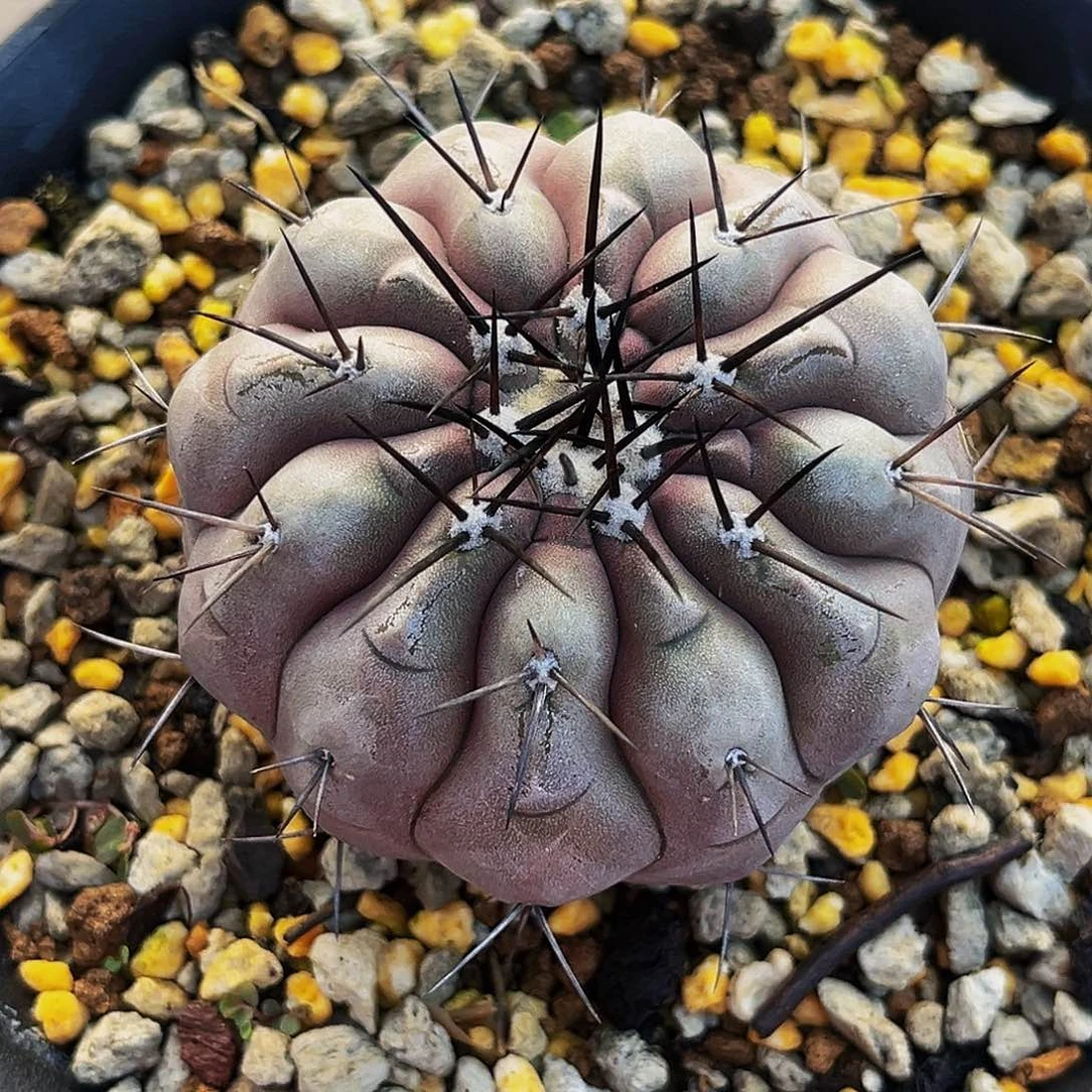 哲***࿐黑王，潮流植物