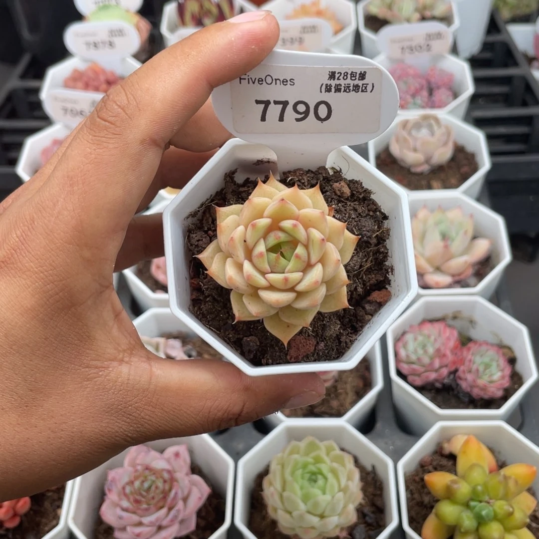 7790苯巴蒂斯4.0厘米