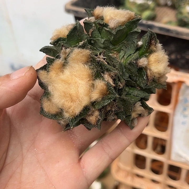 小***壮苗接落地没根博士群一颗