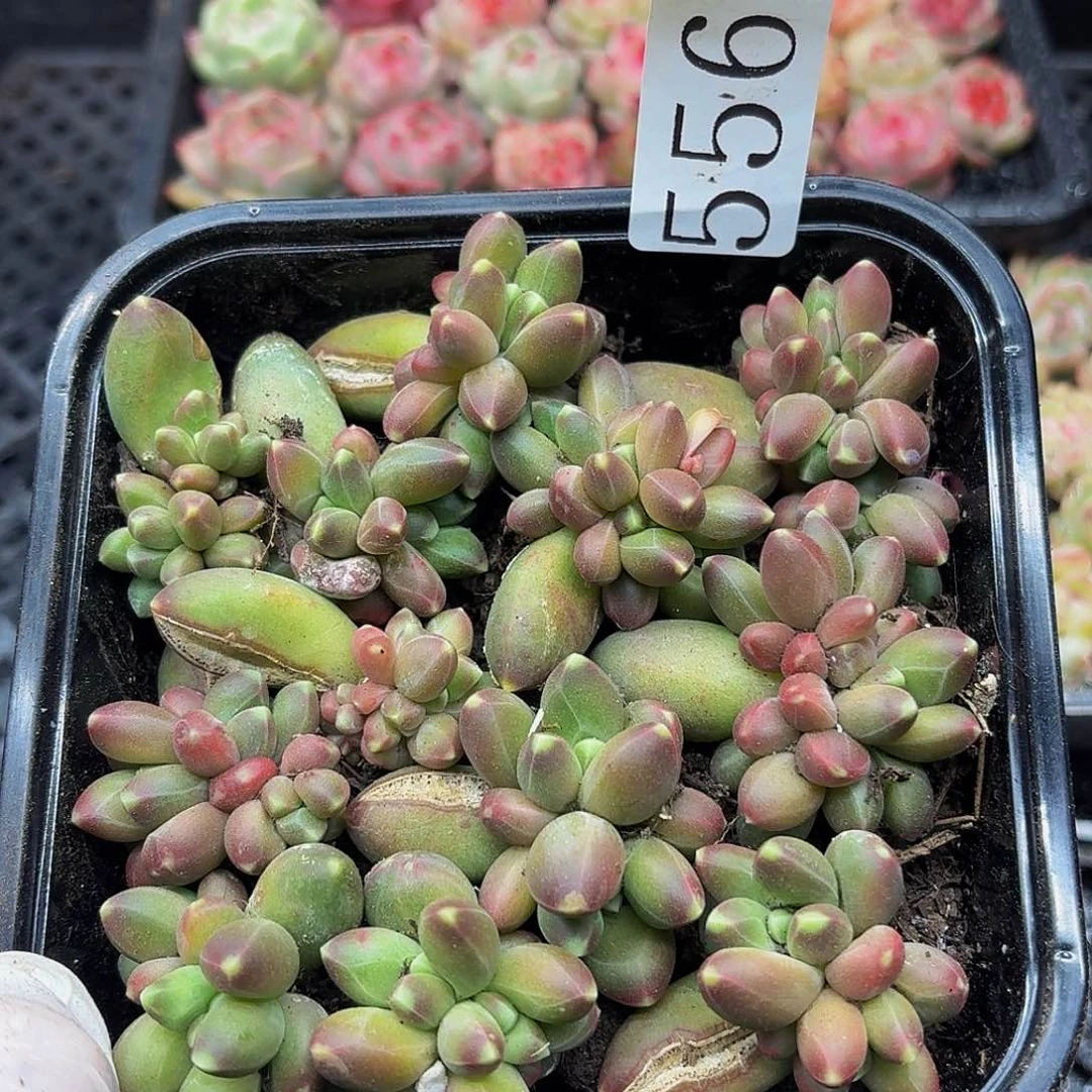 多肉植物多肉植物556