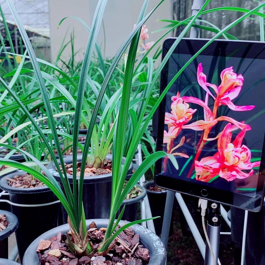 当前无花栽培后可以开花