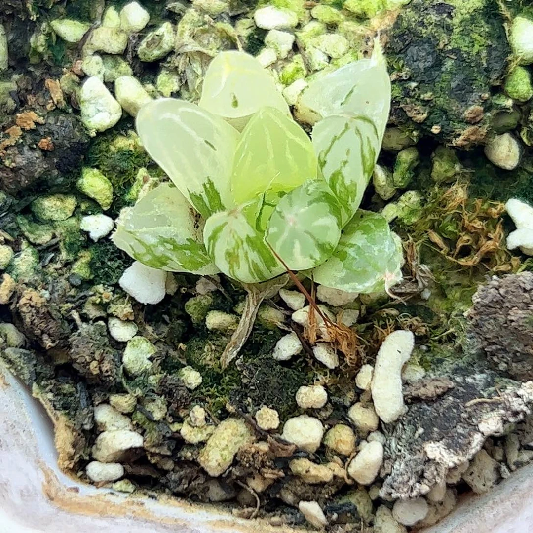 大卫锦十二卷多肉植物