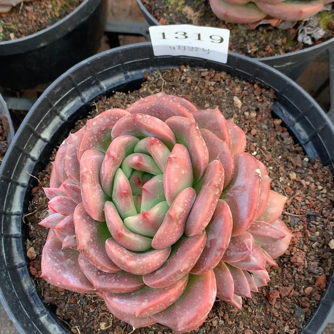 【闪购商品】云1319号十公分