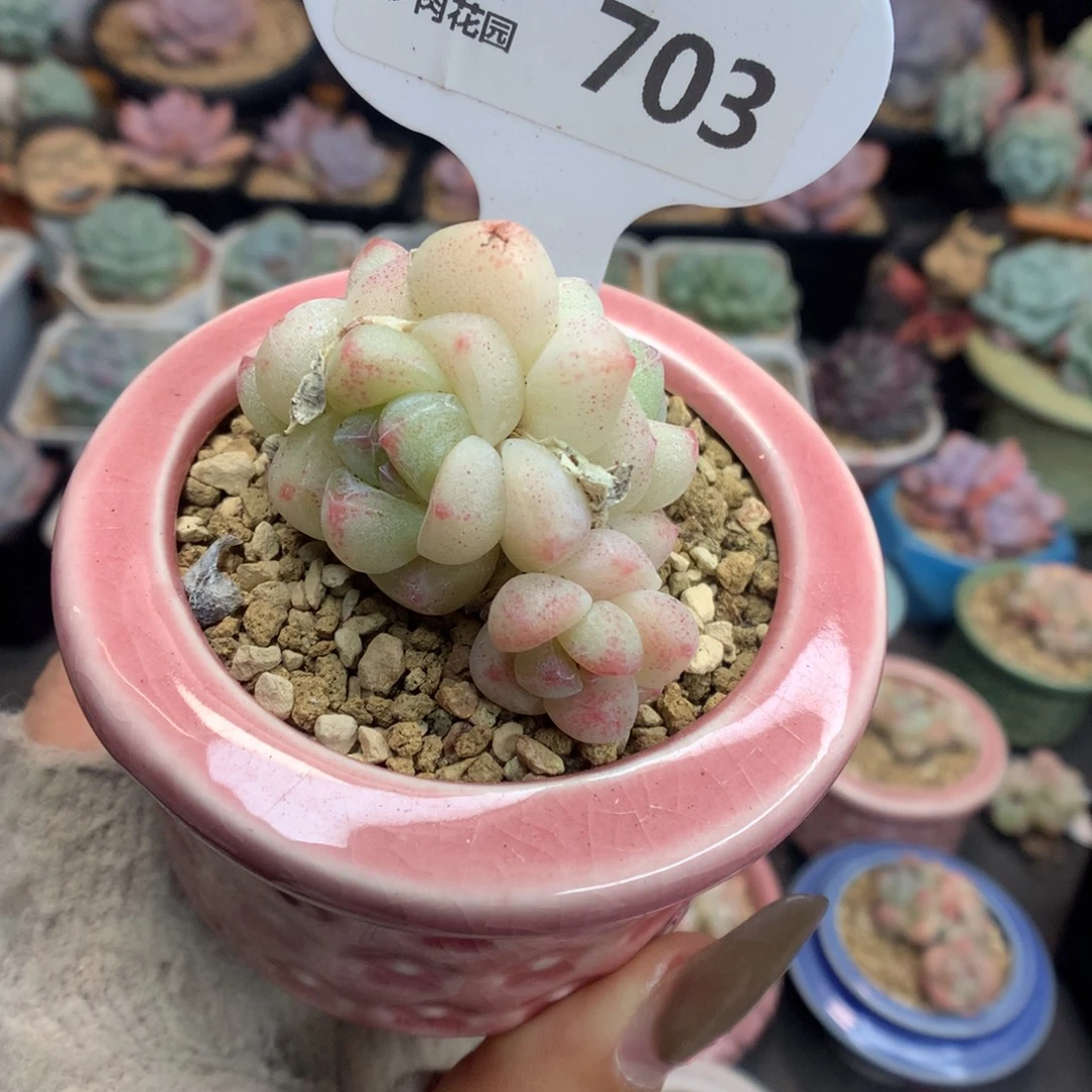 刘***丹703冰玉多肉带盆一个