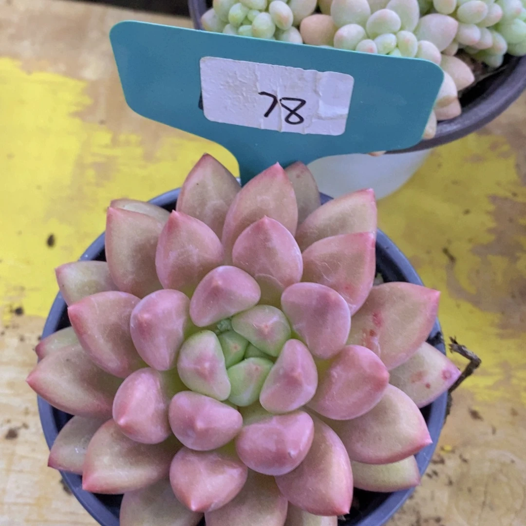 清货专场，粉丝一单包邮