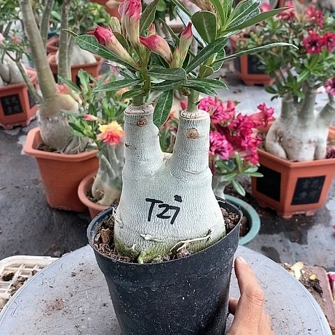 【闪购商品】无花朵自*S绿植