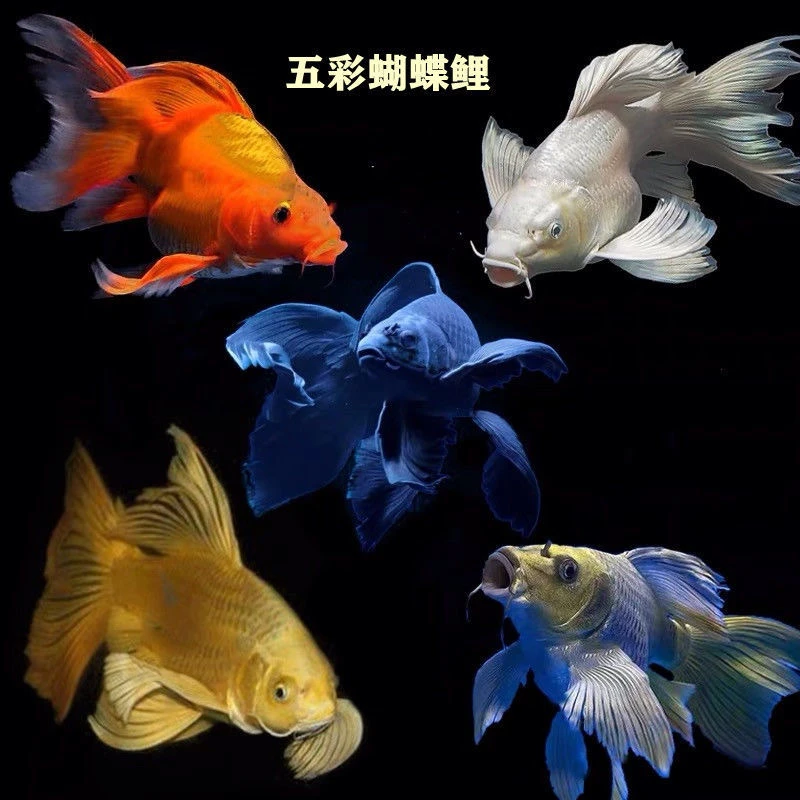 台湾蝴蝶鲤球体短身贵妃彗星大鳍长尾冷水观赏鱼苗好养桌面耐活