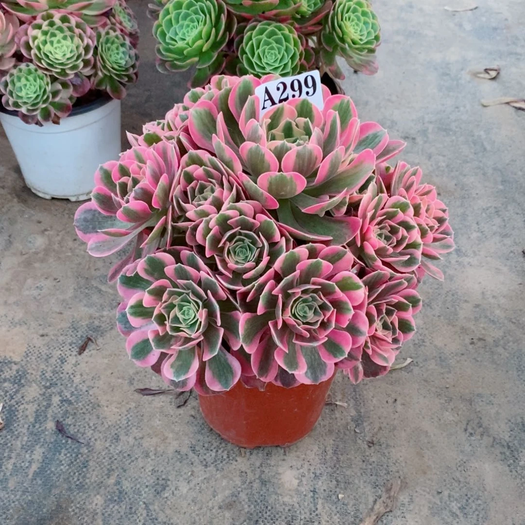 嫩桩粉女郎299多肉法师