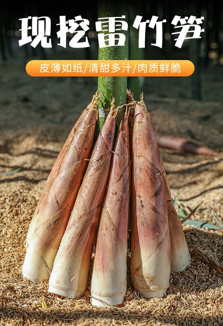 弋阳雷竹笋 有机覆盖种植 高蛋白低脂肪膳食纤维 丰富健康美味