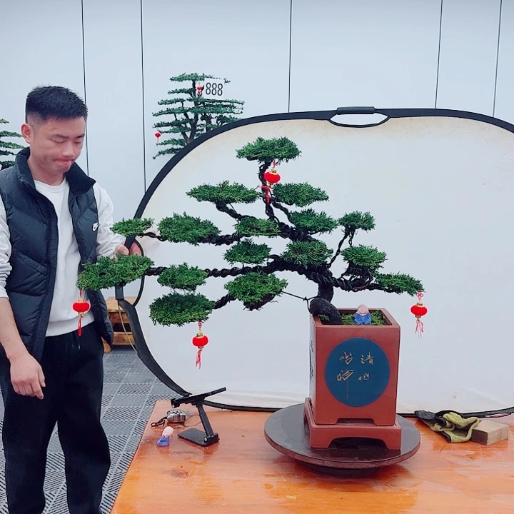 松树盆景一物一拍