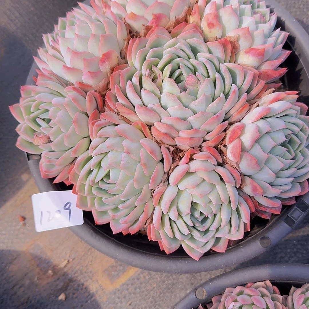 青*果1209莎莎女王多肉