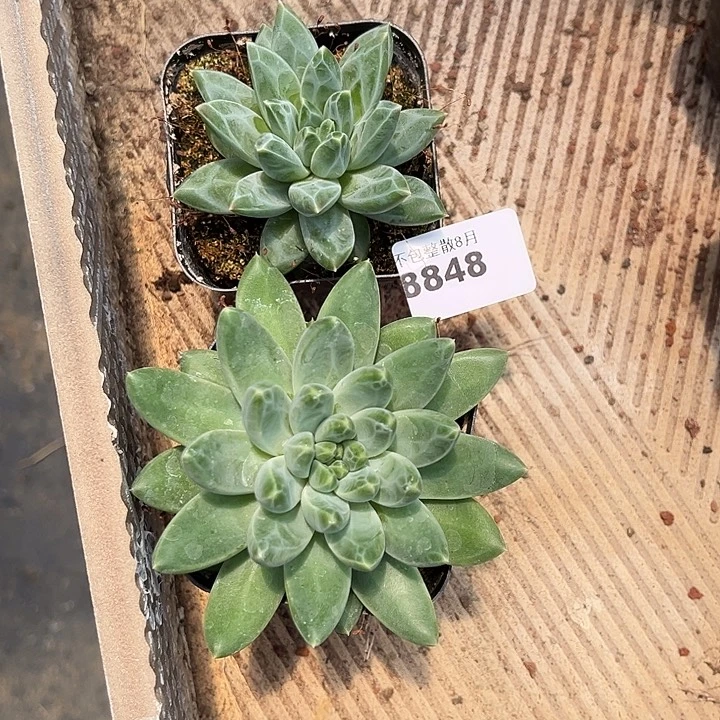 阿雅园艺。         8848