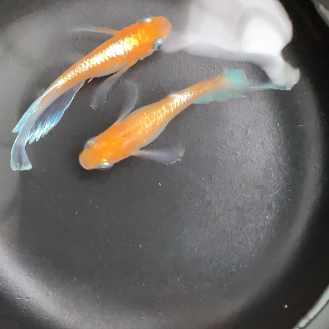 青鳉鱼极上真长鳍赤壁一对
