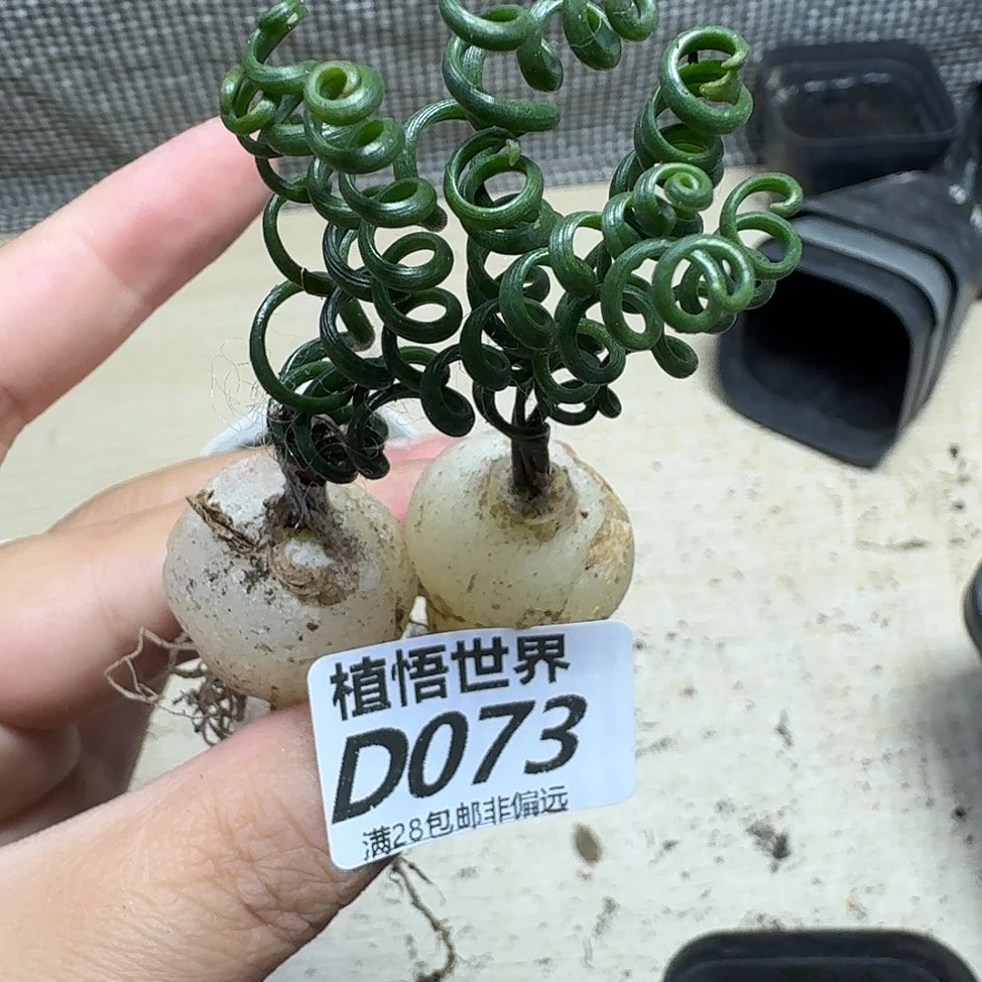 多肉植物的人生fv