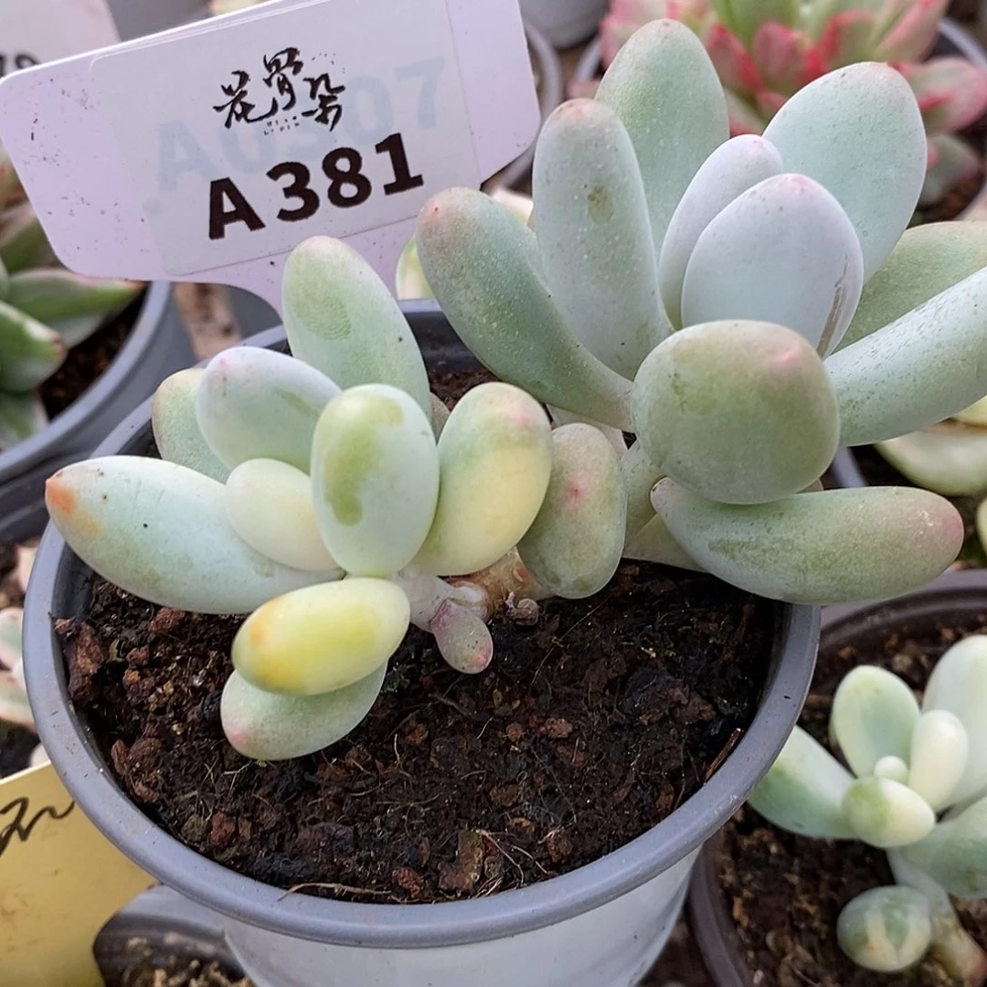 381奶酪哈哈哈哈哈哈看