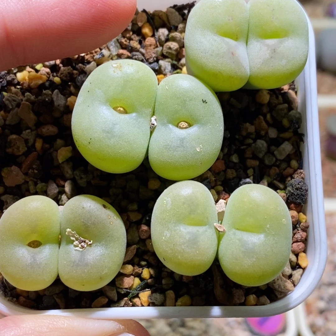 空卡福利好看好看