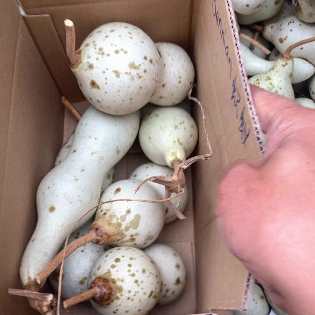 B****机文玩葫芦青皮葫芦