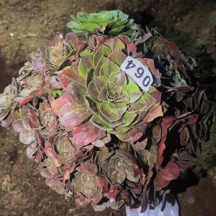 064魅影七彩多肉植物不售后