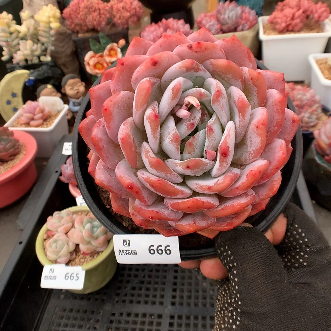 666梦露多肉植物6666