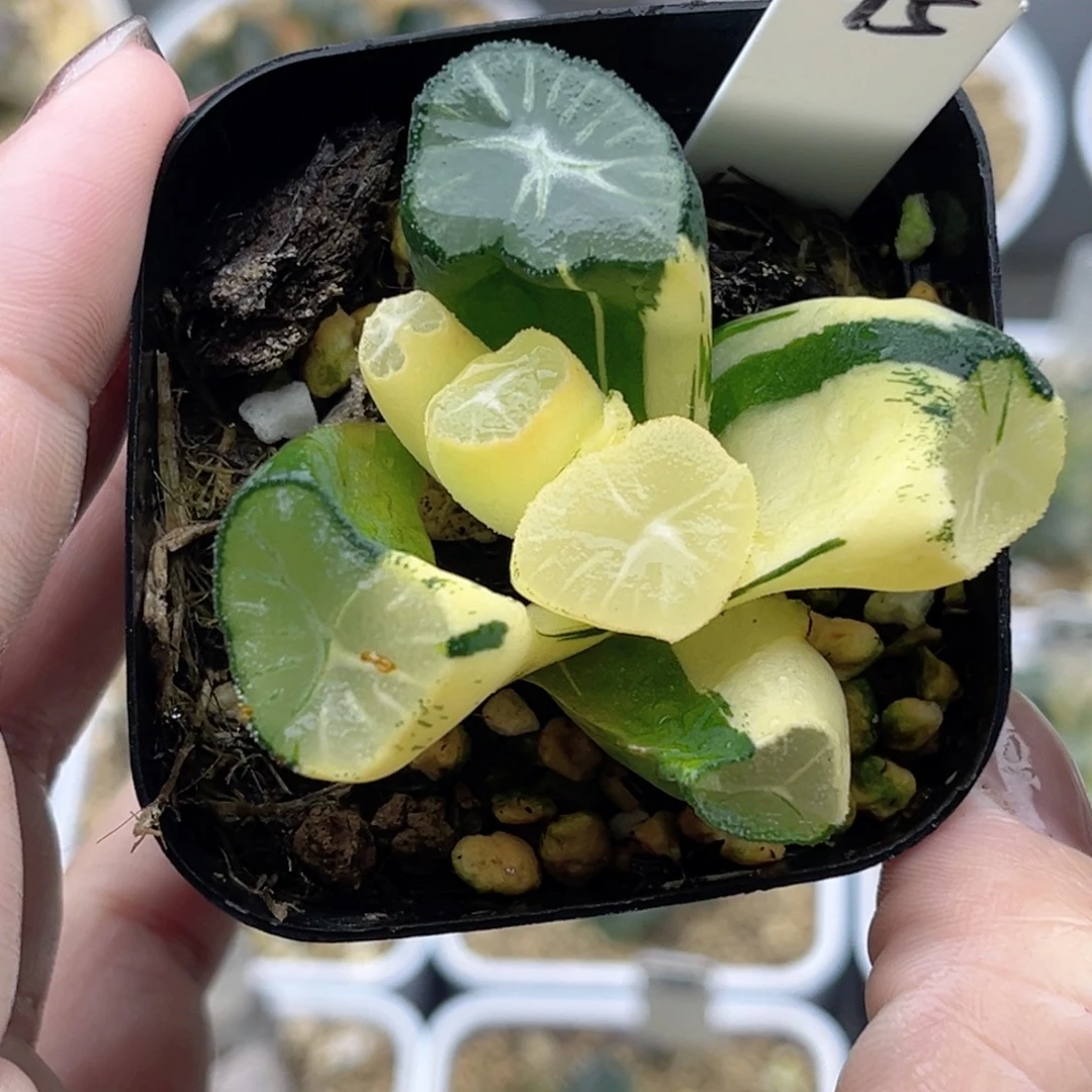 95玉龙万象锦福利专场