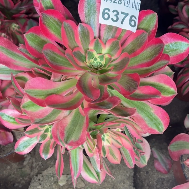 6376女巫多肉植物