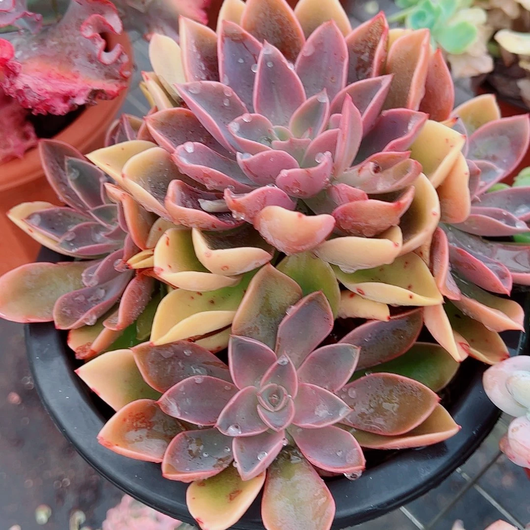 紫气东来多头群生老桩