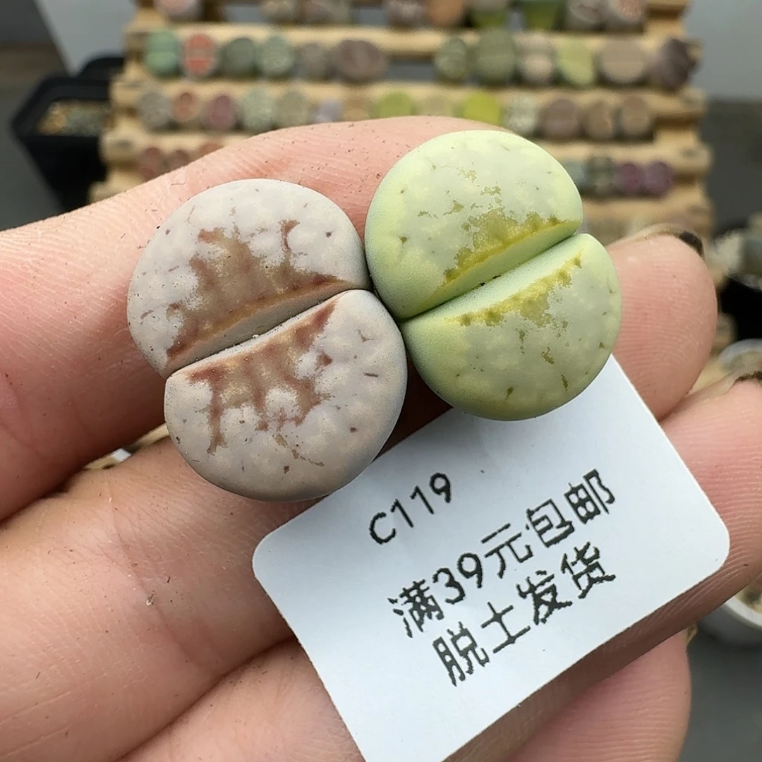 119多肉哈哈哈哈哈哈哈