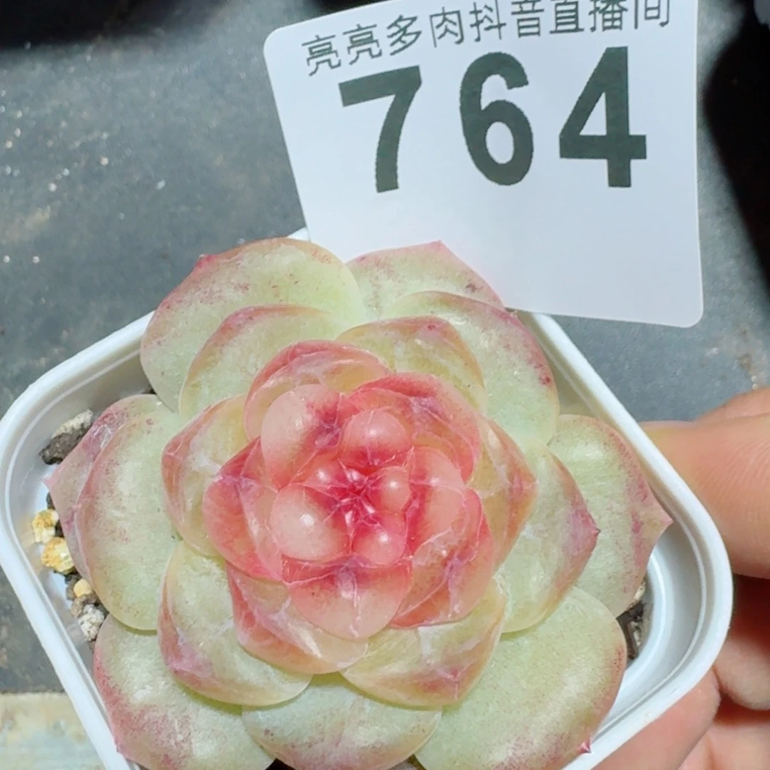 甜糖         精品多肉