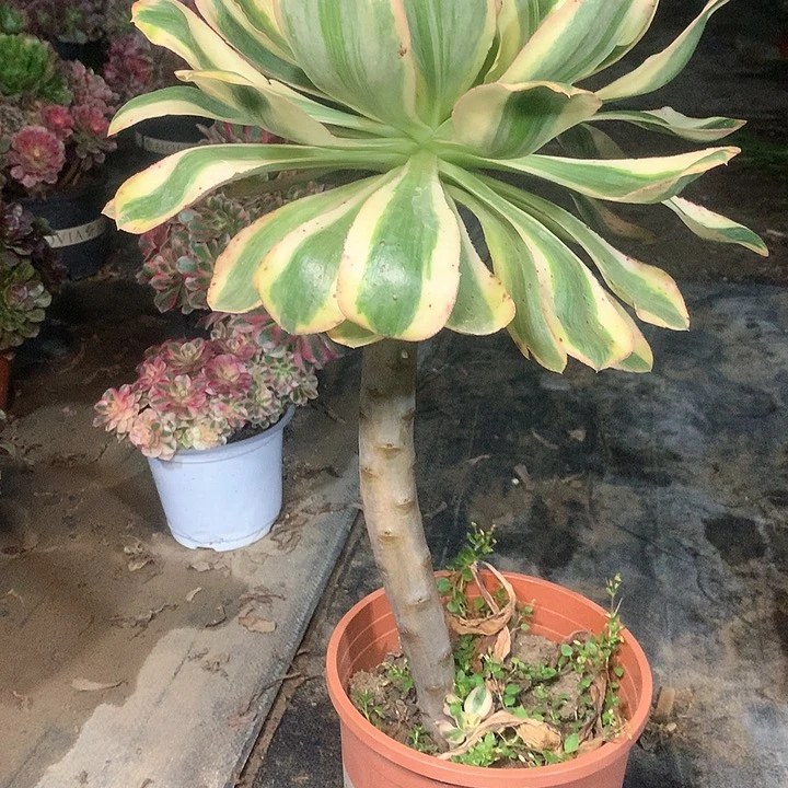 多肉多肉多肉燕姿125