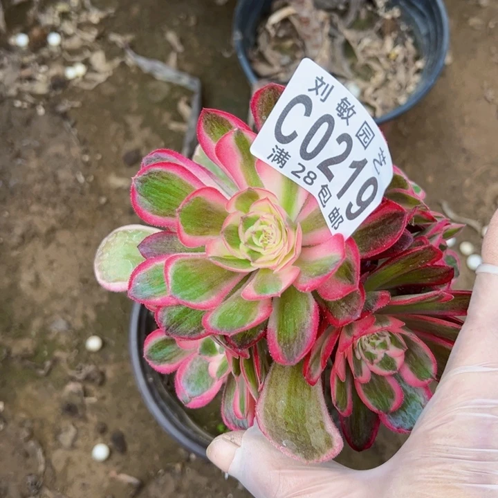 石**园0219砍头多肉植物法师法师