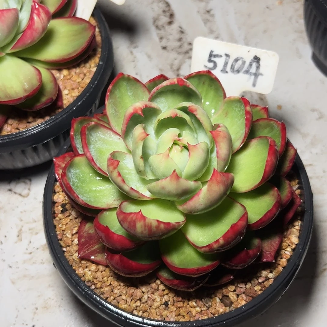 惊鸿仙子一物一拍5104号