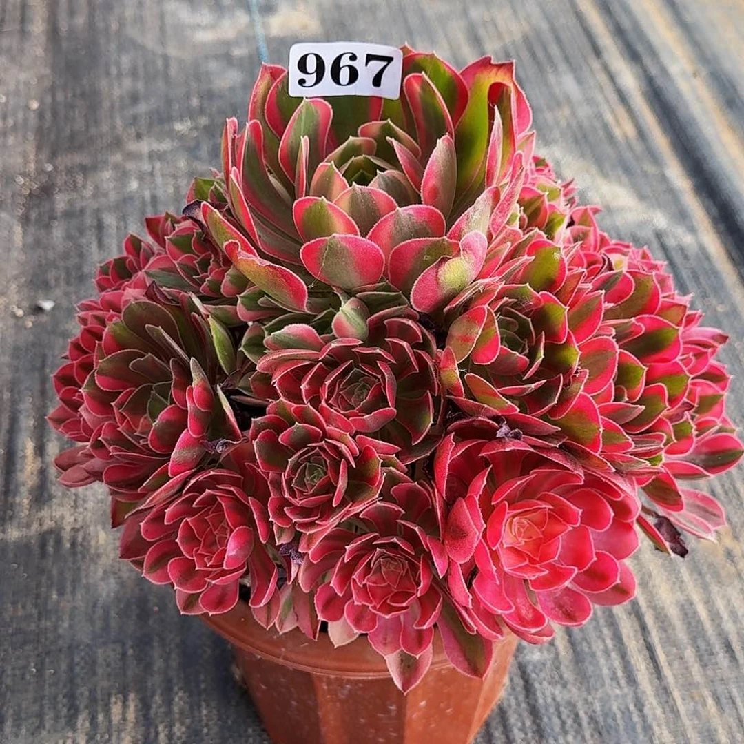 967男神寄养多肉植物