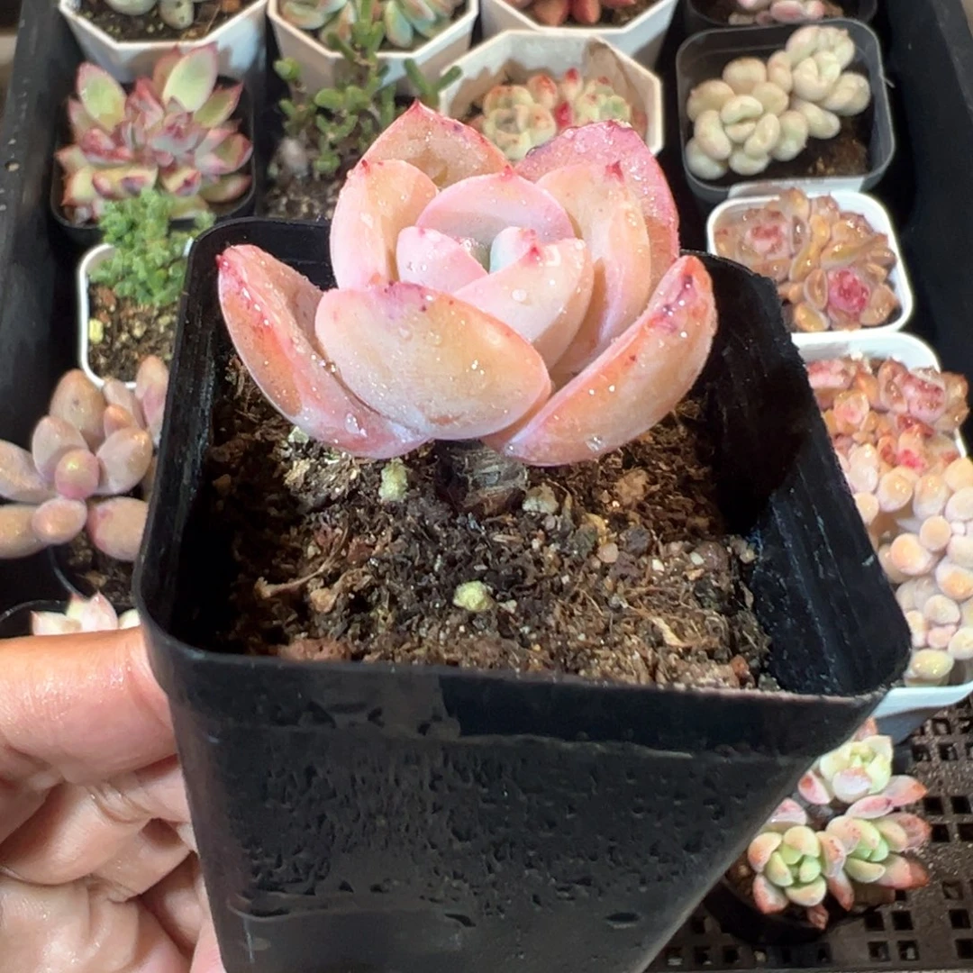 精控布鲁蓝单头到手一颗 量拍多肉满18包邮