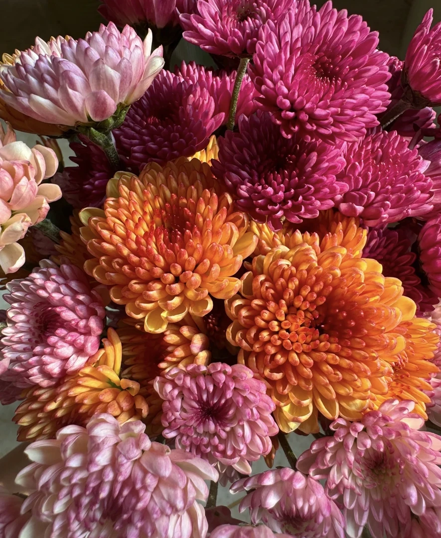 三色宝莲灯小菊  爆花好养室内阳台庭院植物 云南鲜花绿植