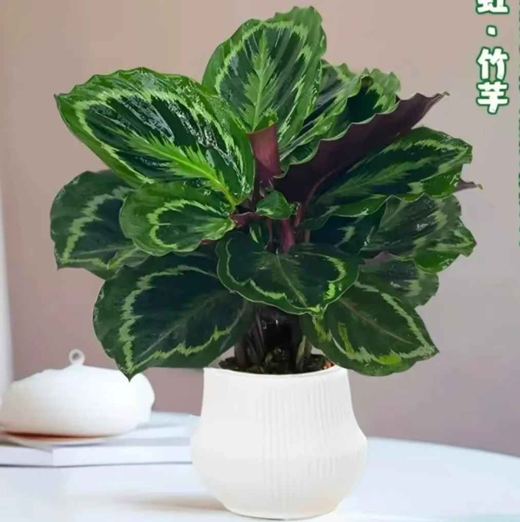 彩虹竹芋月亮盆室内办公桌面绿植彩色观叶美观好养护懒人绿植