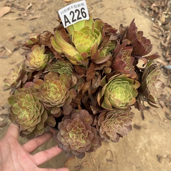 花月夜……多肉植物……