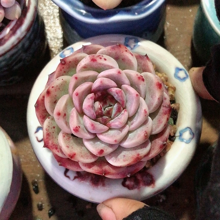 【闪购商品】甘蔗，天鹅绒