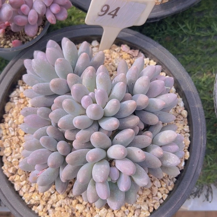 健健康康平平安安