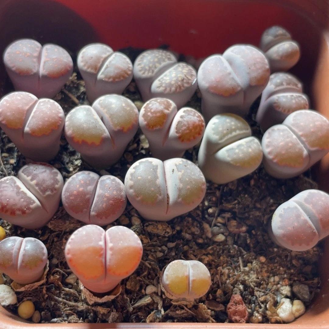 今晚大盆特价更新～13