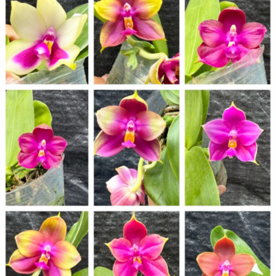 【1.7寸原生盲盒】1.7寸 升3寸苗发货 （苗小介意勿拍）